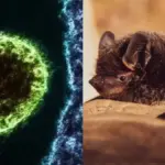 penularan Virus Nipah (NiV) melalui hewan, makanan yang terkontaminasi, dan kontak antarmanusia untuk meningka