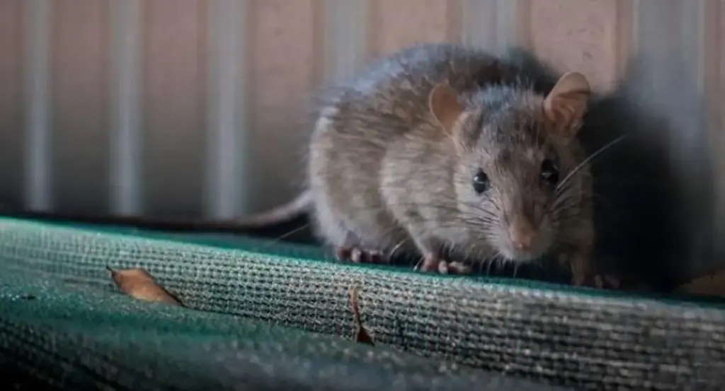 cara alami mengusir tikus menggunakan bahan rumahan seperti cuka putih, tanaman pengusir hama, dan minyak esen