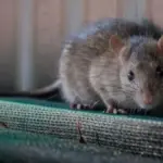 cara alami mengusir tikus menggunakan bahan rumahan seperti cuka putih, tanaman pengusir hama, dan minyak esen