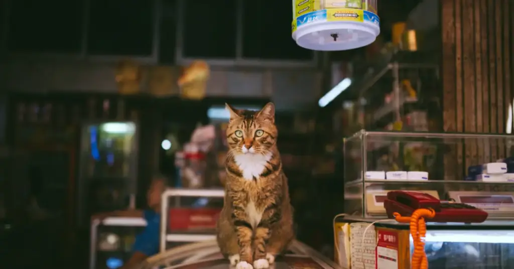 ‎3 Pet Shop di Jatinangor yang Sering Bikin Khilaf Pas Tanggal Muda ‎