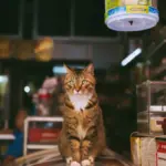 ‎3 Pet Shop di Jatinangor yang Sering Bikin Khilaf Pas Tanggal Muda ‎