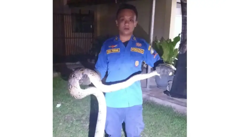 Ular Sanca 3 Meter Ditemukan di Tegalmanggung, Warga Diimbau Tingkatkan Kewaspadaan