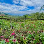 Tanjungsari Menjelang Magrib: Destinasi Ngabuburit yang Wajib Dikunjungi