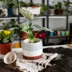 Biar Rumah Asri Tanpa Ribet: Cara Cerdas Menata dan Memilih Tanaman