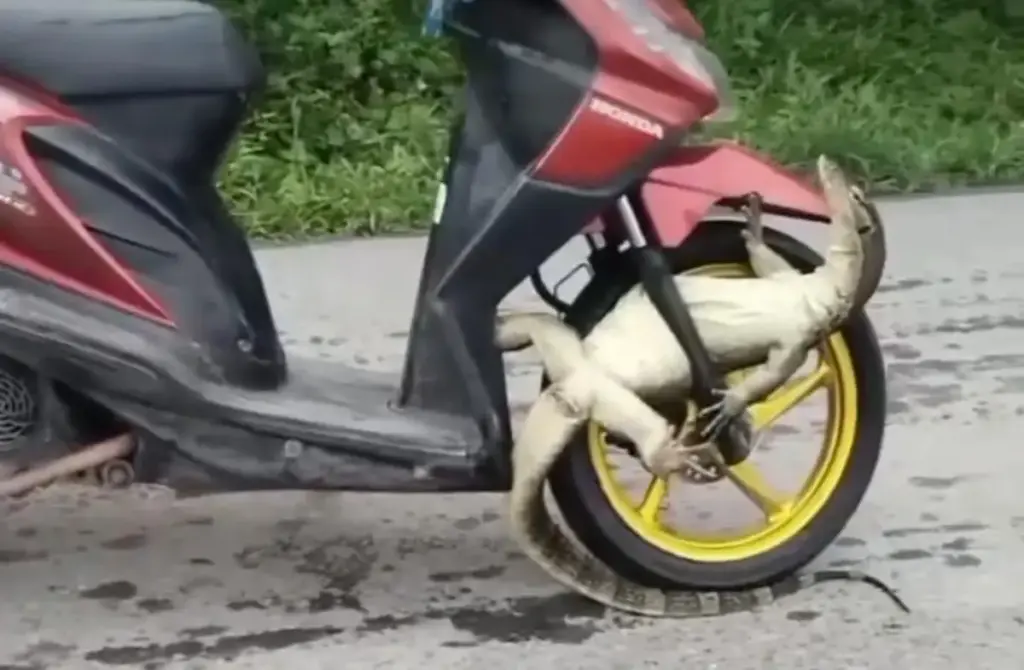 Entah Siapa Yang Salah? Tragedi Unik Disaat Seorang Pengandara Motor Bertabrakan Dengan Seekor Biyawak