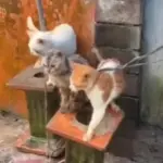 Tindakan Keji Terhadap Hewan Di Gianyar, Bali: 4 Ekor Kucing di Ikat di Depan Rumah Saat Hujan! 