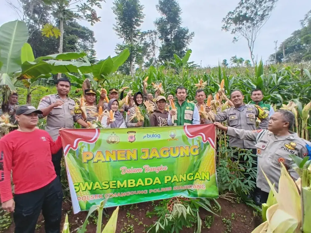 Produktivitas Meningkat, Panen Jagung Hibrida Sindanggalih Optimalkan Program Pangan Nasional