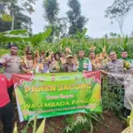 Produktivitas Meningkat, Panen Jagung Hibrida Sindanggalih Optimalkan Program Pangan Nasional