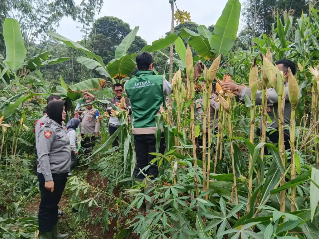 Jagung Lokal Perkuat Ketahanan