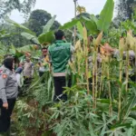 Jagung Lokal Perkuat Ketahanan