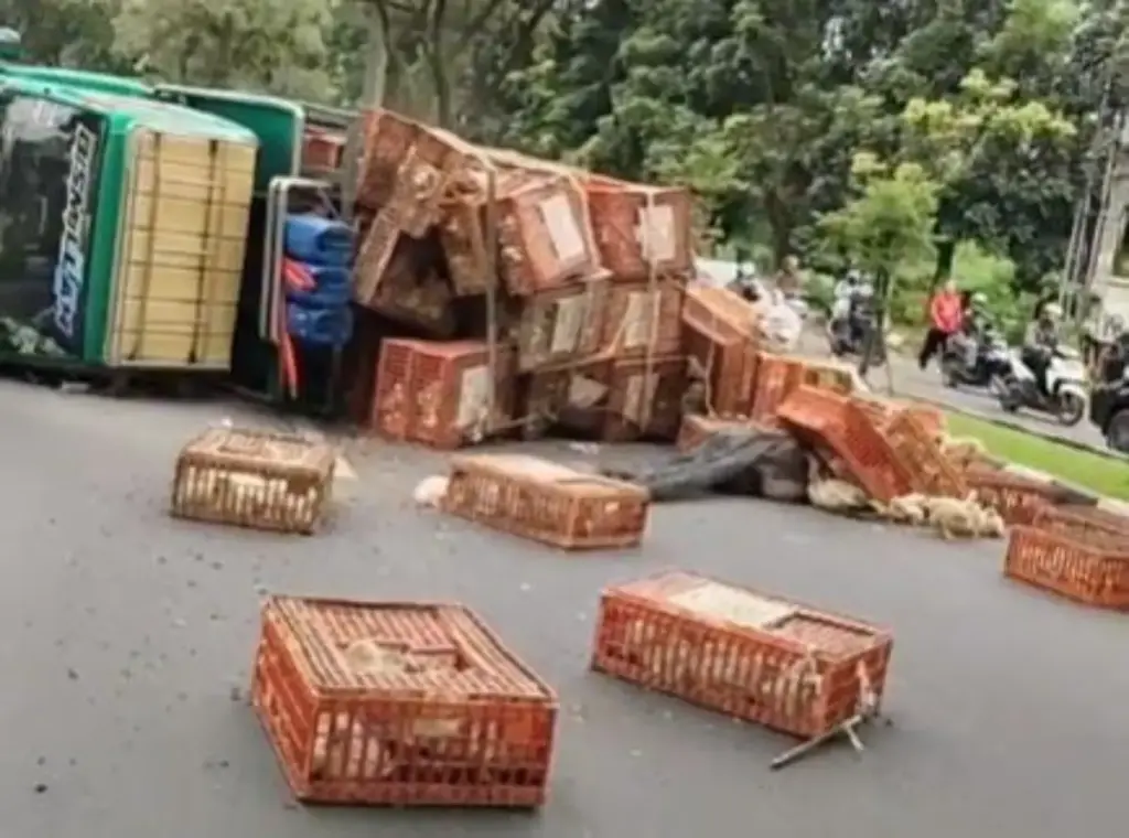 Truk Muatan Ayam Terguling Melintang, Ayam Berserakan dan Arus Lalu Lintas di Tegar Beriman Tersendat