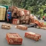 Truk Muatan Ayam Terguling Melintang, Ayam Berserakan dan Arus Lalu Lintas di Tegar Beriman Tersendat