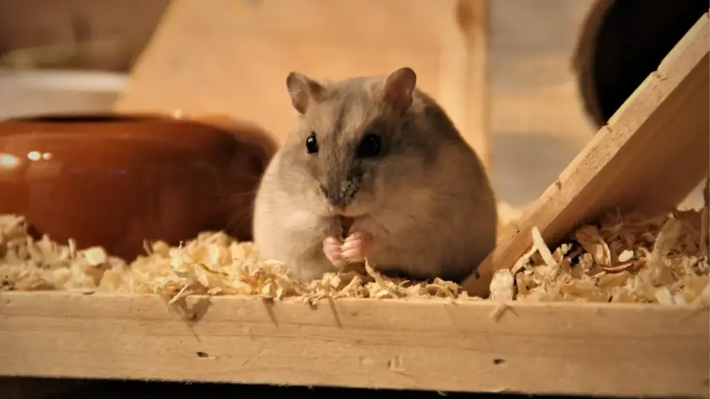 Sahabat Tak Biasa: Hewan Peliharaan Unik yang Bisa Menjadi Teman Sejati Selain Kucing dan Anjing