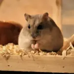 Sahabat Tak Biasa: Hewan Peliharaan Unik yang Bisa Menjadi Teman Sejati Selain Kucing dan Anjing