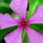 Bunga Periwinkle atau \"tapakdara\", ternyata mudah ditemukan di Indonesia