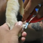 Tempat perawatan hewan di Jatinangor