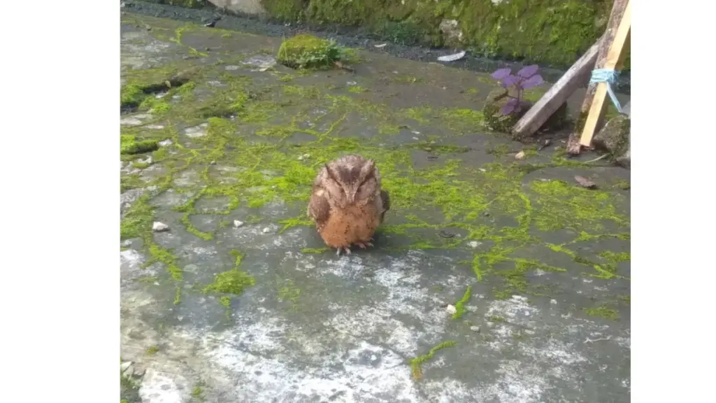Bikin Heboh! Burung Hantu Datangi Rumah Warga Tanjung Mekar Setelah Puting Beliung