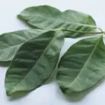 Daun Salam, Si Kecil dengan Manfaat Kesehatan yang Besar