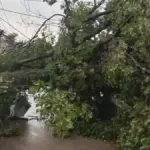 Pohon dan Tiang Listrik Tumbang di Cicalengka, Gerobak Pedagang Tertimpa