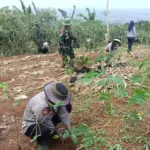 Forkopimcam Cimanggung Tanam Pohon di Tegalmanggung, Upaya Tekan Risiko Banjir dan Longsor