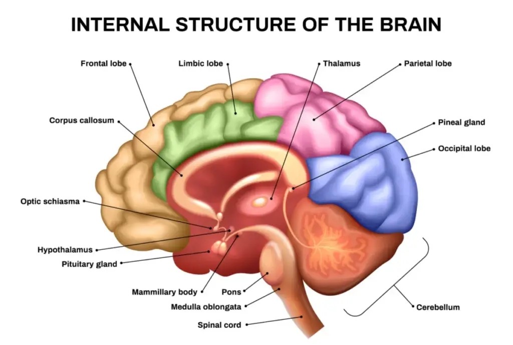 anatomi otak manusia yang menonjolkan bagian Amigdala dan Prefrontal Cortex untuk menjelaskan respons emosi da