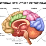 anatomi otak manusia yang menonjolkan bagian Amigdala dan Prefrontal Cortex untuk menjelaskan respons emosi da