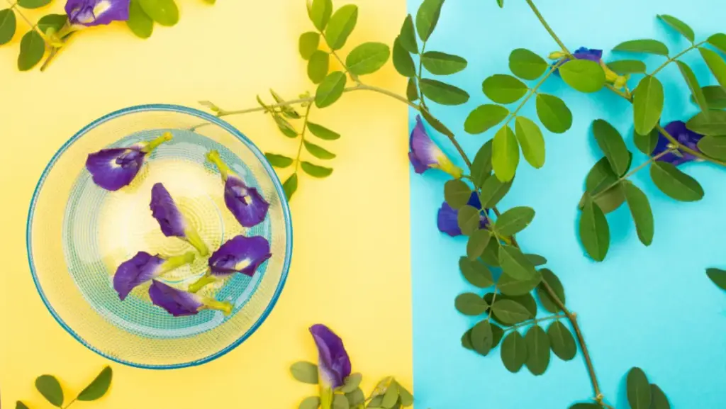 Kaya Akan Manfaat, Ini Khasiat Bunga Telang Sebagai Makanan Maupun Skincare