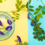 Kaya Akan Manfaat, Ini Khasiat Bunga Telang Sebagai Makanan Maupun Skincare