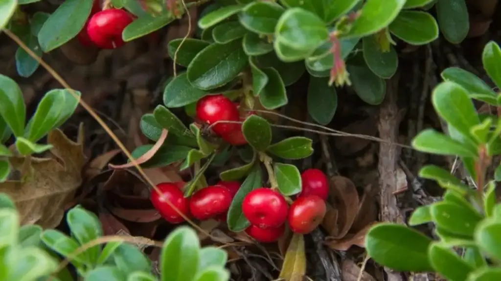 Mencerahkan seketika dengan minim iritasi, ini segudang manfaat arbutin pada skincare
