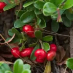 Mencerahkan seketika dengan minim iritasi, ini segudang manfaat arbutin pada skincare