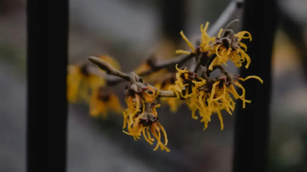 Kandungan Serba Bisa Witch Hazel: Dari Hidrasi Sampai Obat Jerawat