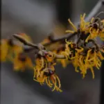 Kandungan Serba Bisa Witch Hazel: Dari Hidrasi Sampai Obat Jerawat