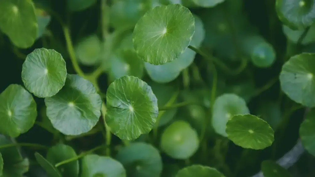 Centella Asiatica: Penenang Kulit Sensitif Indonesia, Manfaat & Cara Pakai Aman