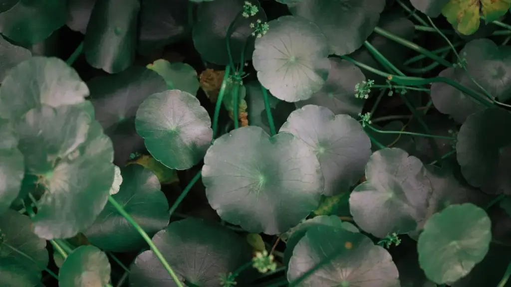 Perbedaan Madecassoside dan Centella Asiatica