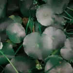 Perbedaan Madecassoside dan Centella Asiatica