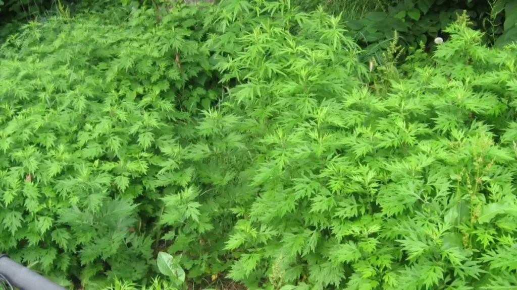 Mugwort: Bahan Alami Terbaik untuk Kulit Acne-Prone