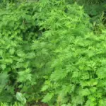 Mugwort: Bahan Alami Terbaik untuk Kulit Acne-Prone