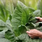 Tips memilih tembakau linting (tingwe) berkualitas berdasarkan warna, tekstur, dan aroma untuk pemula.