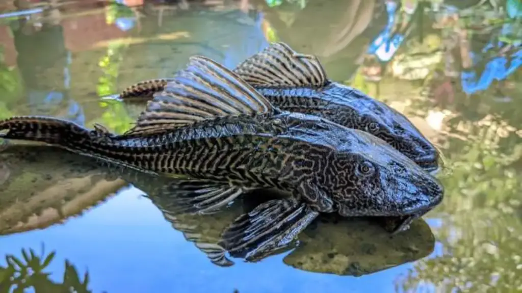 Ilustrasi Ikan Sapu-sapu (freepik)