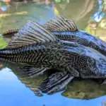 Ilustrasi Ikan Sapu-sapu (freepik)