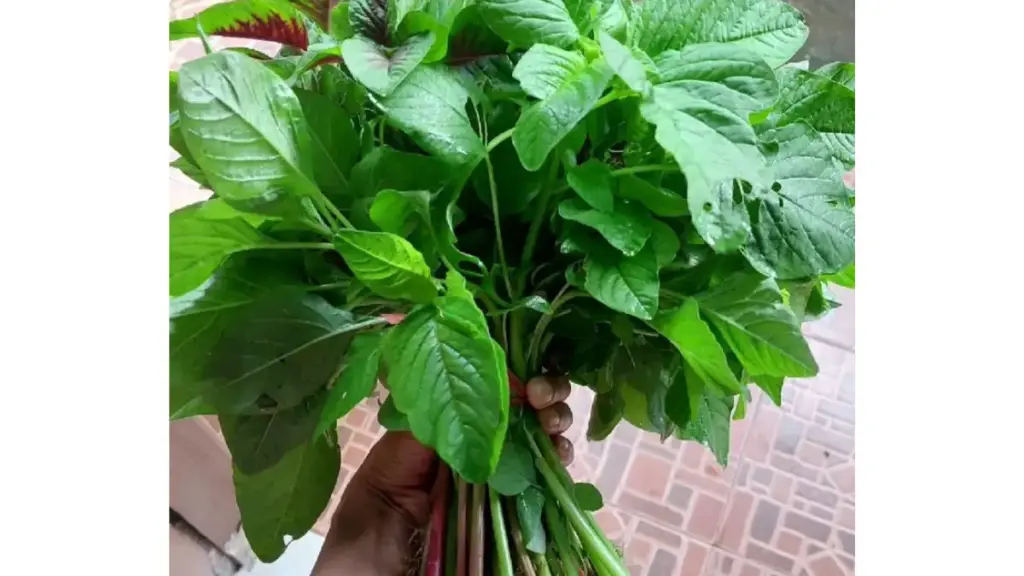 5 Manfaat Bayam Untuk Kesehatan Tubuh Jarang di Sadari 