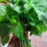 5 Manfaat Bayam Untuk Kesehatan Tubuh Jarang di Sadari 