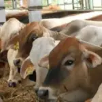 gambar peternakan sapi yang sedang makan