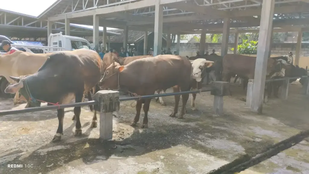 PMK Mulai Mengancam Sumedang, Pasar Hewan Tanjungsari Perketat Pengawasan