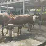 PMK Mulai Mengancam Sumedang, Pasar Hewan Tanjungsari Perketat Pengawasan