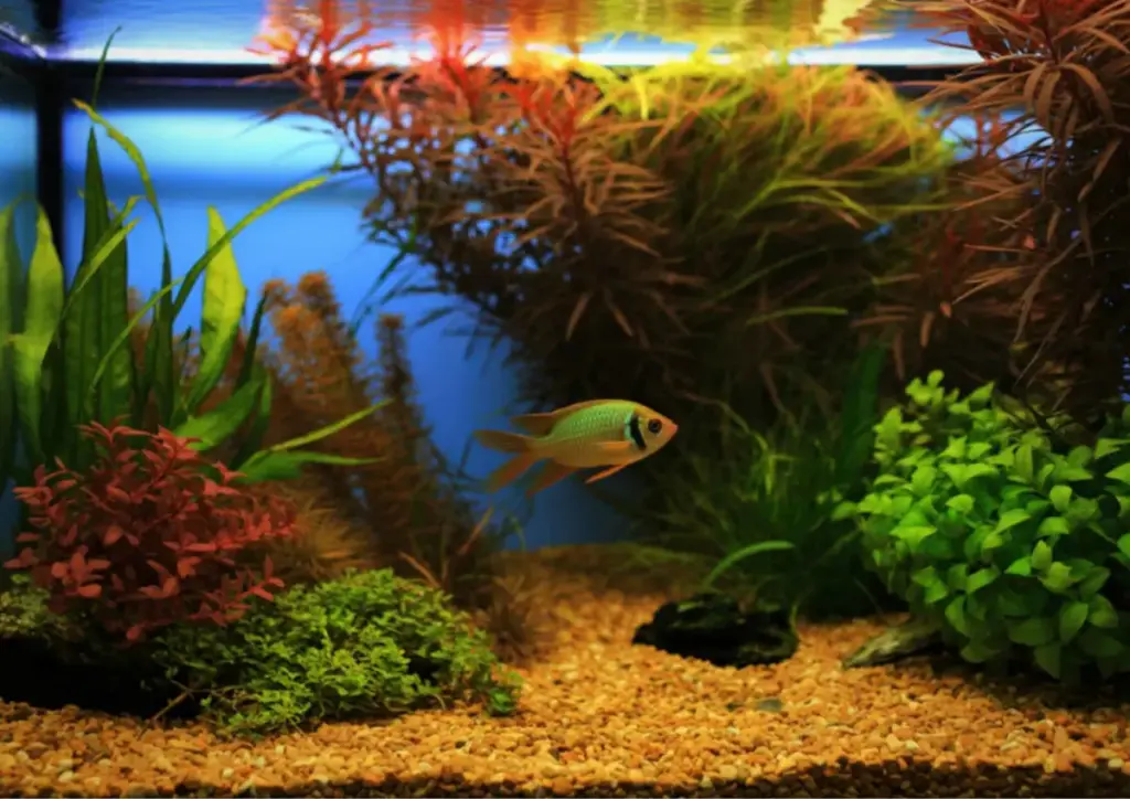 Bukan Sekadar Hiasan: 4 Manfaat Luar Biasa Memelihara Ikan di Akuarium bagi Kesehatan Mental