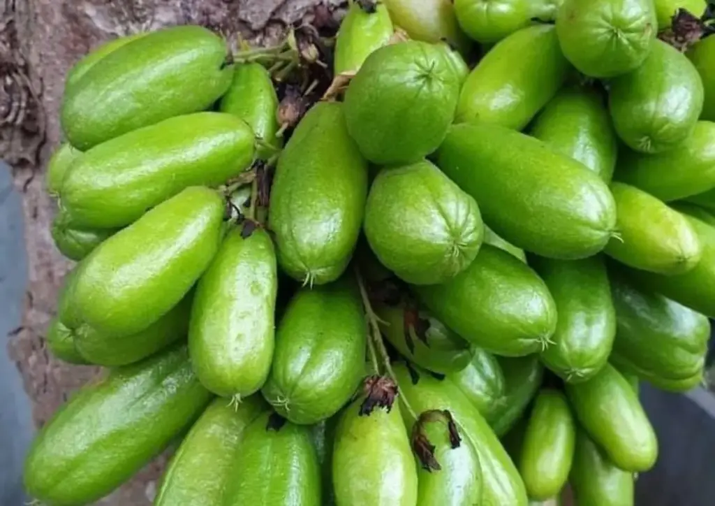 Si Kecil yang Kaya Manfaat: 6 Khasiat Luar Biasa Belimbing Wuluh bagi Kesehatan