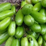 Si Kecil yang Kaya Manfaat: 6 Khasiat Luar Biasa Belimbing Wuluh bagi Kesehatan