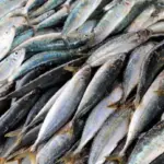 gambar tumpukan ikan sehabis ditangkap nelayan