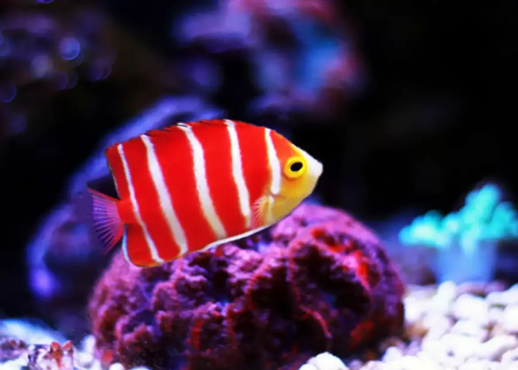 seekor ikan berwarna merah dan putih diantara terumbu karang.